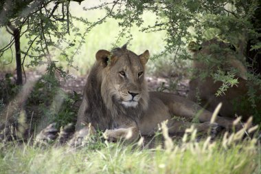 Aslan stairing kamera Bush, Botsvana
