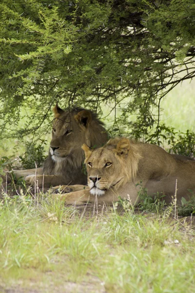 Leões incríveis sentados e abraçados no mato da Reserva de Moremi — Fotografia de Stock