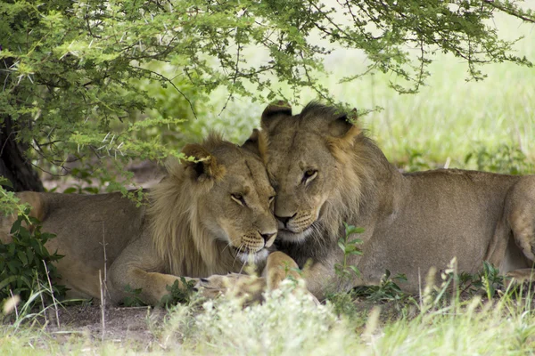 Csodálatos oroszlán ül, és a bokor Moremi tartalék hozzábújva — Stock Fotó