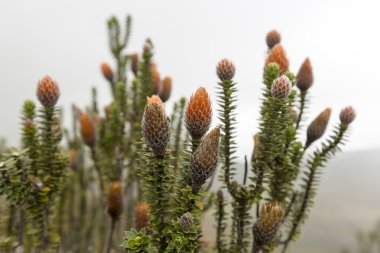 Chuquiragua. Bitki. Milli Parkı Cayambe'de-Coca Ekvador