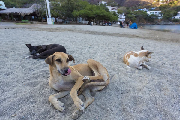 Perros tirados en la playa de Taganga por la mañana. Colombia —  Fotos de Stock