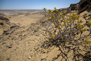 skeleton Coast beyaz kum Çölü