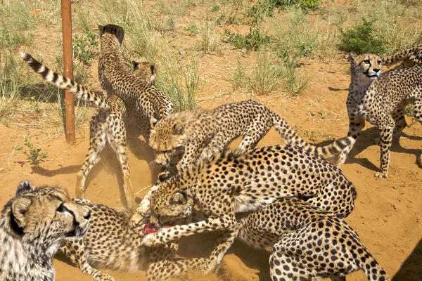 Gruppo di ghepardi che lottano per il cibo, Namibia. Focus selettivo — Foto Stock