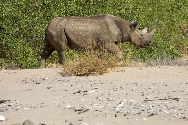 Rinoceronte nero (Diceros bicornis) nel deserto dello scheletro a Namibi — Foto Stock