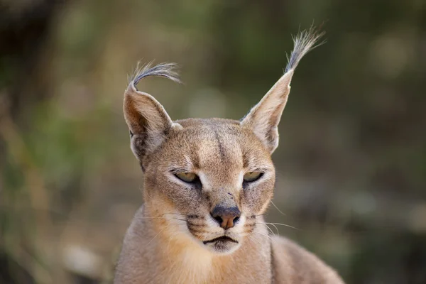 Wild female Caracal portrait in Namibian savannah — Stock Photo, Image