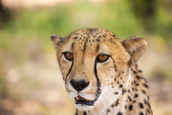 Portret Cheetah patrząc na aparat, Namibia. Selektywne fo — Zdjęcie stockowe