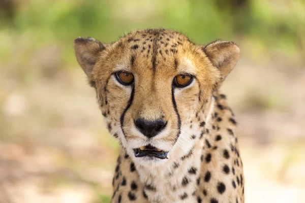 Porträtt av Cheetah titta på kameran, Namibia. Selektiv fo — Stockfoto