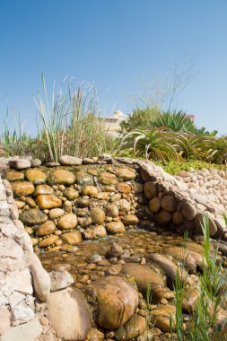 palmiye ağacı içinde tropikal Botanik Bahçesi