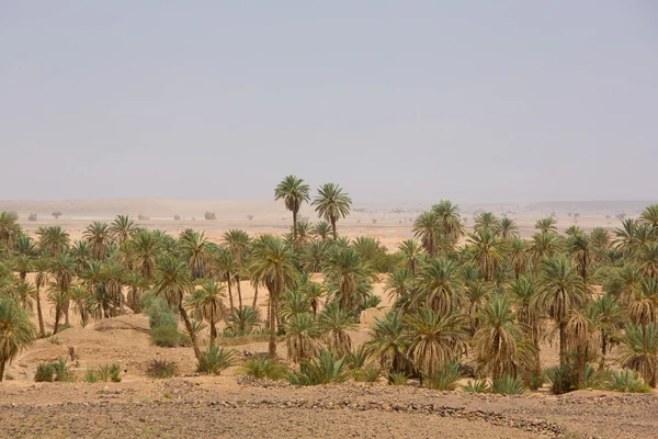 Oas i öknen i sahara, tata — Stockfoto