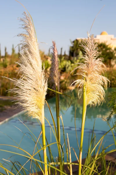 Gros plan de plantes pissenlits — Photo