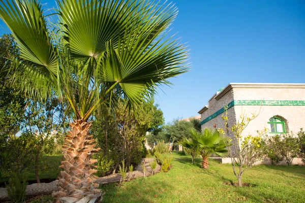 Palmboom in tropische botanische tuin — Stockfoto
