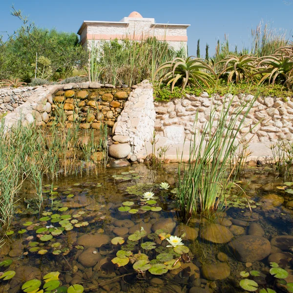 Palma nel Giardino Botanico Tropicale — Foto Stock