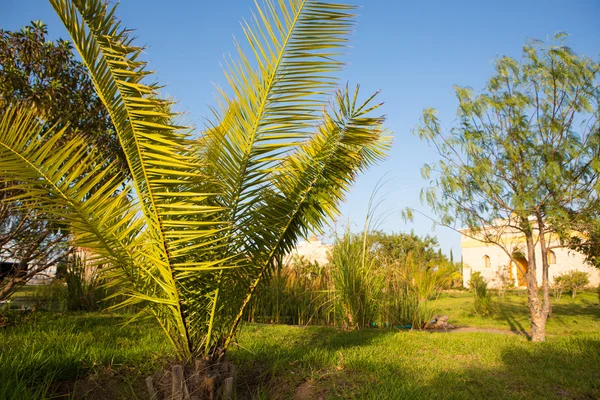 Palmier dans le jardin botanique tropical — Photo