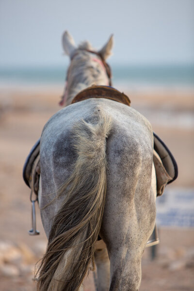 Запряженная лошадь, стоящая на пляже Сиди Каоки

