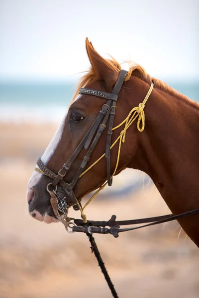 Cheval attelé debout sur la plage de Sidi Kaouki — Photo