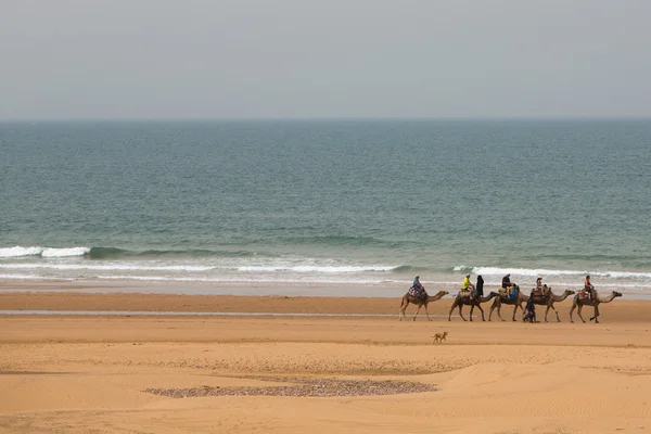 Caravana de camelo andando de manhã em Sidi Kaouki — Fotografia de Stock