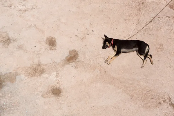 Láncolt vad kutya alszik a napon, Marokkó — Stock Fotó
