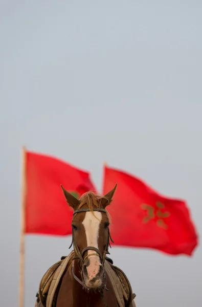 Portret konia z czerwona flaga Maroka i jasne niebo — Zdjęcie stockowe