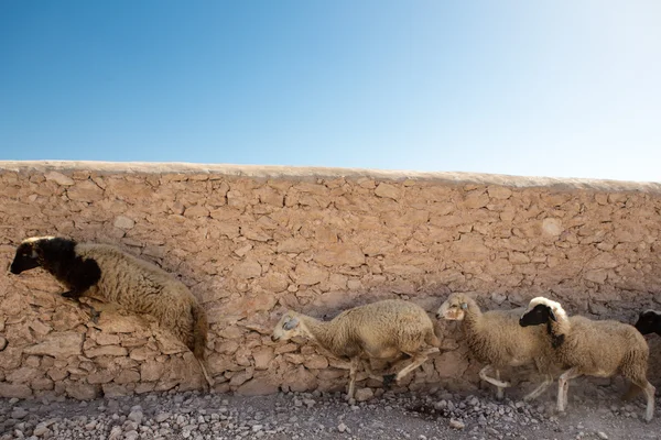 Gruppo di pecore in esecuzione in Marocco — Foto Stock