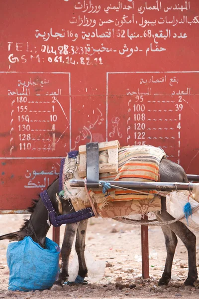 Віслюк їсть на вулиці з червоним фоном, Марокко — стокове фото