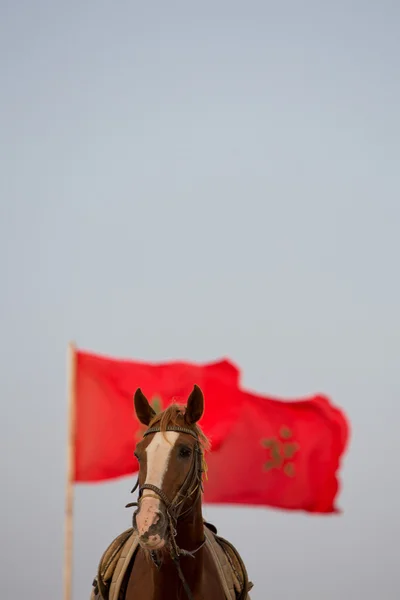 Portret de cal cu steag roșu marocan și cer senin — Fotografie, imagine de stoc