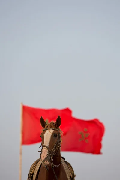 Retrato de cavalo com uma bandeira marroquina vermelha e céu limpo — Fotografia de Stock