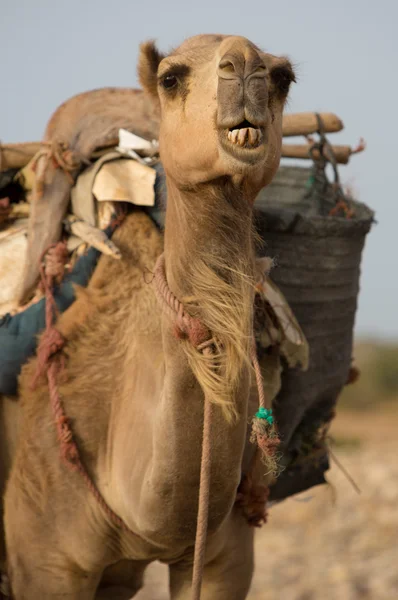 Kamel på stranden i Marocko — Stockfoto