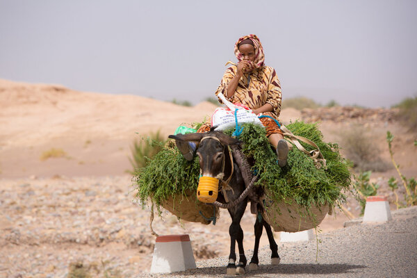 Woman farmer sitting and traveling on her donkey, Morocco