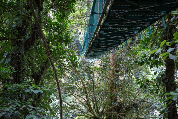 Orman yukarıda asma köprü — Stok fotoğraf