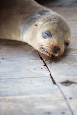Galapagos içinde uyuyan deniz aslanı