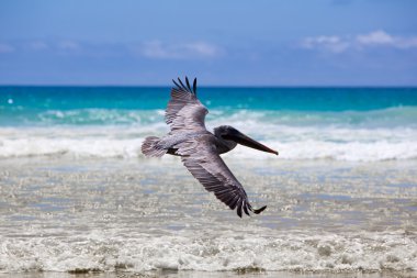 Pelican flying over the beach in Galapagos