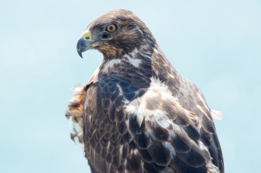 Galapagos Hawk, Galapagos Adaları, Ekvador