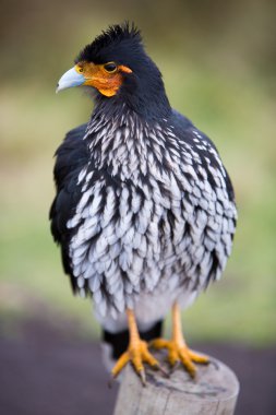 Curiquinge andean bird in Cotopaxi National Park in Ecuador