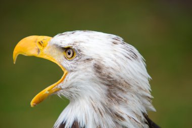 Bir Amerikan kel kartal Ekvator closeup