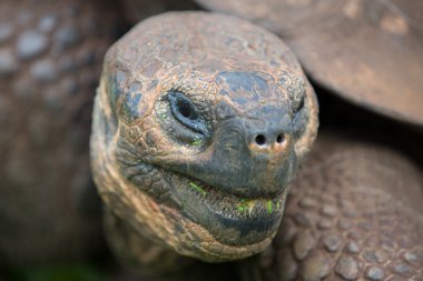 Dev Galapagos kara kaplumbağa