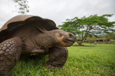 Dev Galapagos kara kaplumbağa