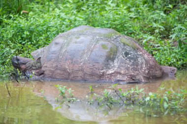 Dev Galapagos kara kaplumbağa