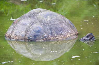 Dev Galapagos kara kaplumbağa