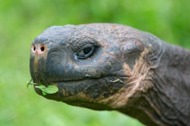 Dev Galapagos kara kaplumbağa