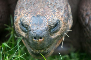 Dev Galapagos kara kaplumbağa