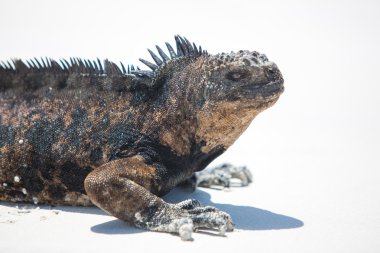 Galapagos Adaları'nda deniz Iguana