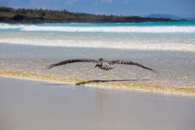 Pelican flying over the beach in Galapagos