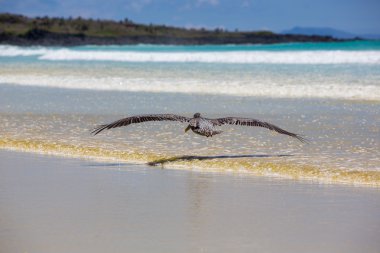 Pelican flying over the beach in Galapagos clipart