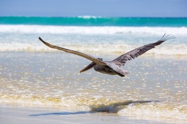 Pelican flying over the beach in Galapagos