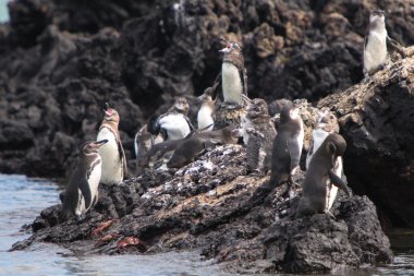 Group of Galapagos Penguin near the Pacific Ocean clipart