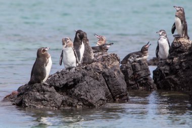Group of Galapagos Penguin near the Pacific Ocean clipart