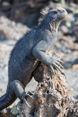 Marine iguana in Galapagos islands