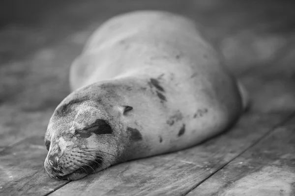 Leão do Mar Adormecido nas Galápagos — Fotografia de Stock