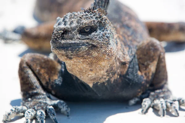 Iguana marinha nas Ilhas Galápagos — Fotografia de Stock