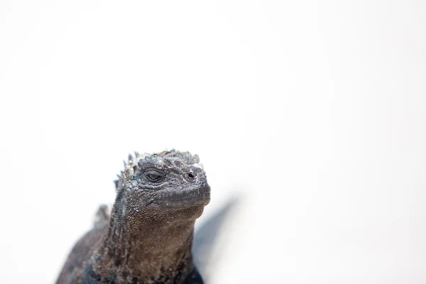 Marine iguana in the Galapagos islands — Stock Photo, Image